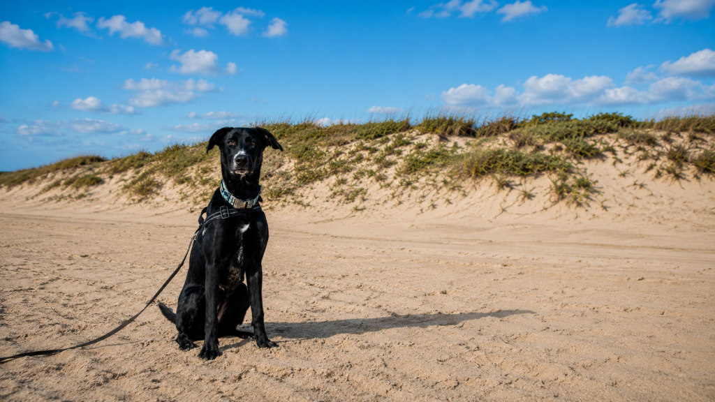 K9 Magpie